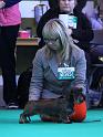 Crufts_dachshunds 988